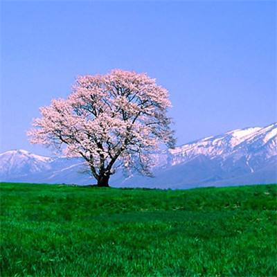 日本富士山迎来登山季 首次收门票并限流